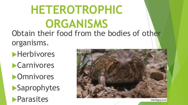 heterotrophic organisms
