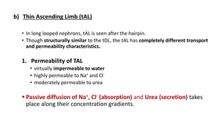 b) Thin Ascending Limb (tAL)
• In long looped nephrons, tAL is seen after the hairpin.
• Though structurally similar to the tDL, the tAL has completely different transport
and permeability characteristics.
1. Permeability of TAL
• virtually impermeable to water
• highly permeable to Na+ and Cl-
• moderately permeable to urea
 Passive diffusion of Na+, Cl- (absorption) and Urea (secretion) takes
place along their concentration gradients.
 