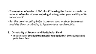 • The number of moles of Na+ plus Cl- leaving the lumen exceeds the
number of moles of urea entering due to greater permeability of tAL
to Na+ and Cl-.
• But this urea re-cycling helps to prevent urea washout from renal
medulla, thus contributing to hyperosmotic renal medulla.
2. Osmolality of Tubular and Peritubular Fluid
• The osmolality of tubular fluid slightly falls below that of the surrounding
peritubular fluid.
 