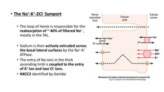 • The Na+-K+-2Cl- Symport
• The loop of Henle is responsible for the
reabsorption of ~ 40% of filtered Na+ ,
mostly in the TAL.
• Sodium is then actively extruded across
the basal lateral surfaces by the Na+-K+
ATPase.
• The entry of Na ions in the thick
ascending limb is coupled to the entry
of K+ ion and two Cl- ions.
• NKCC2 identified by Gamba
Mechanism of sodium, chloride and potassium transport TAL
Fig 27-9 Guyton and Hall Medical Physiology
 