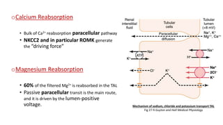 oCalcium Reabsorption
• Bulk of Ca2+ reabsorption paracellular pathway
• NKCC2 and in particular ROMK generate
the “driving force”
oMagnesium Reabsorption
• 60% of the filtered Mg2+ is reabsorbed in the TAL
• Passive paracellular transit is the main route,
and it is driven by the lumen-positive
voltage. Mechanism of sodium, chloride and potassium transport TAL
Fig 27-9 Guyton and Hall Medical Physiology
 