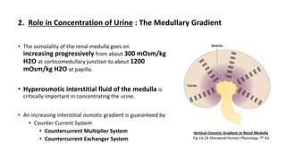 • The osmolality of the renal medulla goes on
increasing progressively from about 300 mOsm/kg
H2O at corticomedullary junction to about 1200
mOsm/kg H2O at papilla.
• Hyperosmotic interstitial fluid of the medulla is
critically important in concentrating the urine.
• An increasing interstitial osmotic gradient is guaranteed by
• Counter Current System
• Countercurrent Multiplier System
• Countercurrent Exchanger System
2. Role in Concentration of Urine : The Medullary Gradient
Vertical Osmotic Gradient in Renal Medulla
Fig 14-24 Sherwood Human Physiology 7th Ed
 