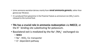 • Urine ammonia excretion derives mainly from renal ammonia genesis, rather than
glomerular filtration.
• It is produced from glutamine in the Proximal Tubule as ammonium ion (NH4
+) and is
released to the luminal fluid.
• TAL has a crucial role in ammonia reabsorption via NKCC2, at
the K+ binding site substituting for potassium.
• Basolateral exit is mediated by the Na+ /NH4
+ exchanged via
• NHE4
• Na+ - HCO3
- Co- transporter
• Cl− -dependent pathway
 