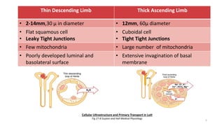 Thin Descending Limb Thick Ascending Limb
• 2-14mm,30 µ in diameter • 12mm, 60µ diameter
• Flat squamous cell
• Leaky Tight Junctions
• Cuboidal cell
• Tight Tight Junctions
• Few mitochondria • Large number of mitochondria
• Poorly developed luminal and
basolateral surface
• Extensive invagination of basal
membrane
5
Cellular Ultrastructure and Primary Transport in LoH
Fig 27-8 Guyton and Hall Medical Physiology
 