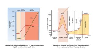 The medullary interstitial gradient – Na+ Cl- and Urea contribution
Fig 35.8 Berne & Levy Physiology 7th Edition
Changes in Osmolality of Tubular Fluid in different segments
Fig 28-8 Guyton and Hall Medical Physiology 12th edition
 