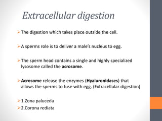 Extracellular digestion
The digestion which takes place outside the cell.
A sperms role is to deliver a male’s nucleus to egg.
The sperm head contains a single and highly specialized
lysosome called the acrosome.
Acrosome release the enzymes (Hyaluronidases) that
allows the sperms to fuse with egg. (Extracellular digestion)
1.Zona paluceda
2.Corona rediata
 
