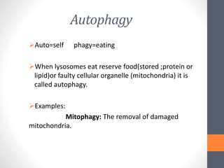 Autophagy
Auto=self phagy=eating
When lysosomes eat reserve food(stored ;protein or
lipid)or faulty cellular organelle (mitochondria) it is
called autophagy.
Examples:
Mitophagy: The removal of damaged
mitochondria.
 