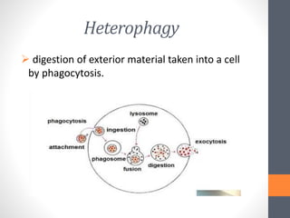 Heterophagy
 digestion of exterior material taken into a cell
by phagocytosis.
 