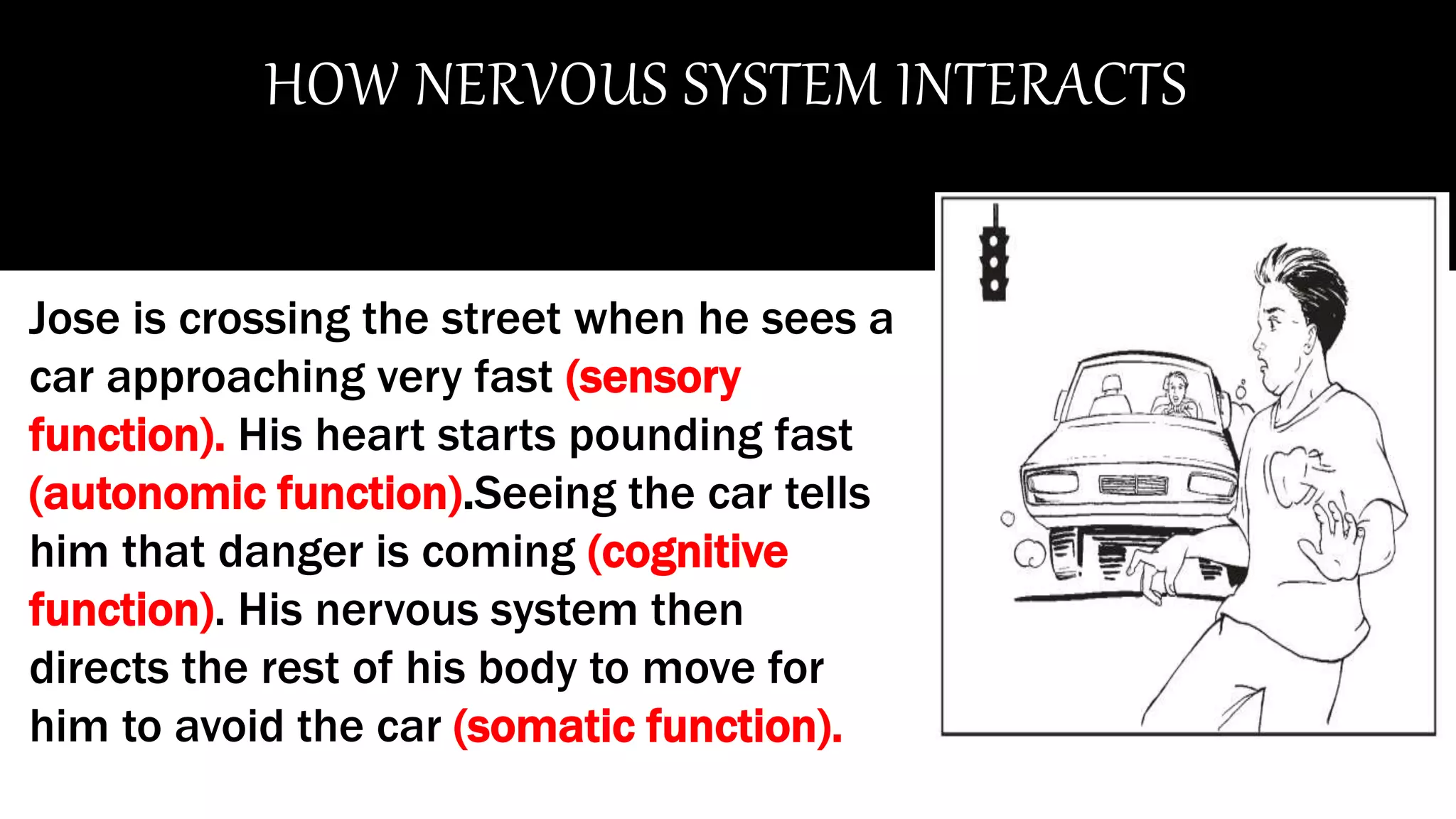 HOW NERVOUS SYSTEM INTERACTS
Jose is crossing the street when he sees a
car approaching very fast (sensory
function). His heart starts pounding fast
(autonomic function).Seeing the car tells
him that danger is coming (cognitive
function). His nervous system then
directs the rest of his body to move for
him to avoid the car (somatic function).
 