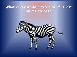 What colour would a zebra be if it lost
all it’s stripes?

 