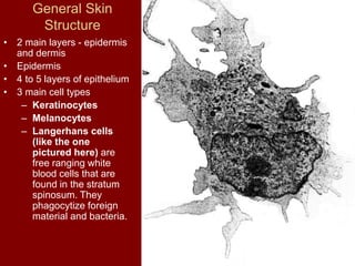 General Skin
Structure
• 2 main layers - epidermis
and dermis
• Epidermis
• 4 to 5 layers of epithelium
• 3 main cell types
– Keratinocytes
– Melanocytes
– Langerhans cells
(like the one
pictured here) are
free ranging white
blood cells that are
found in the stratum
spinosum. They
phagocytize foreign
material and bacteria.
 