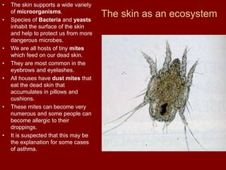 The skin as an ecosystem
• The skin supports a wide variety
of microorganisms.
• Species of Bacteria and yeasts
inhabit the surface of the skin
and help to protect us from more
dangerous microbes.
• We are all hosts of tiny mites
which feed on our dead skin.
• They are most common in the
eyebrows and eyelashes.
• All houses have dust mites that
eat the dead skin that
accumulates in pillows and
cushions.
• These mites can become very
numerous and some people can
become allergic to their
droppings.
• It is suspected that this may be
the explanation for some cases
of asthma.
 