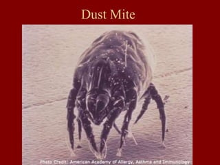 Dust Mite
 