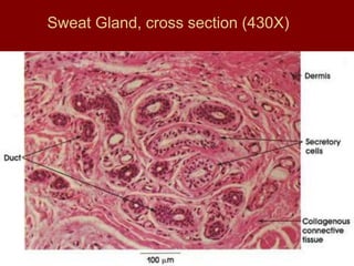 Sweat Gland, cross section (430X)
 