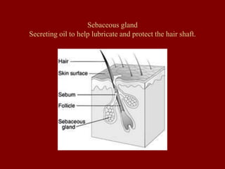 Sebaceous gland
Secreting oil to help lubricate and protect the hair shaft.
 