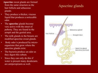 Apocrine glands
Apocrine sweat glands are formed
from the same structure as the
hair follicle and sebaceous
glands.
• They produce a thicker, viscous
liquid that produces a noticeable
odor.
• The apocrine glands become
very active with the onset of
puberty. They are found in the
armpit and the genital area.
• The milk glands in the breasts are
modified apocrine sweat glands.
• Body odor is produced by micro-
organisms that grow where the
apocrine glands exist.
• The bacteria produce an odor as
they digest this sebum.
• Since they can only do this if
water is present many deodorants
are antiperspirants as well.
 