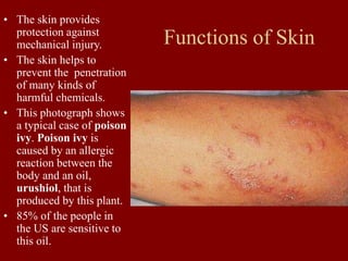Functions of Skin
• The skin provides
protection against
mechanical injury.
• The skin helps to
prevent the penetration
of many kinds of
harmful chemicals.
• This photograph shows
a typical case of poison
ivy. Poison ivy is
caused by an allergic
reaction between the
body and an oil,
urushiol, that is
produced by this plant.
• 85% of the people in
the US are sensitive to
this oil.
 
