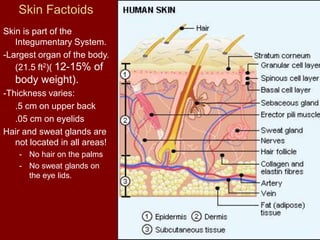 Skin Factoids
Skin is part of the
Integumentary System.
-Largest organ of the body.
(21.5 ft2)( 12-15% of
body weight).
-Thickness varies:
.5 cm on upper back
.05 cm on eyelids
Hair and sweat glands are
not located in all areas!
- No hair on the palms
- No sweat glands on
the eye lids.
 