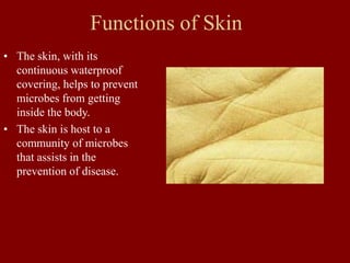 Functions of Skin
• The skin, with its
continuous waterproof
covering, helps to prevent
microbes from getting
inside the body.
• The skin is host to a
community of microbes
that assists in the
prevention of disease.
 