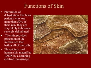Functions of Skin
• Prevention of
dehydration. For burn
patients who lose
more than 50% of
their skin, they are
very likely to become
severely dehydrated.
• The skin provides
protection of the
internal sea that
bathes all of our cells.
• This picture is of
human skin magnified
1000X by a scanning
electron microscope.
 