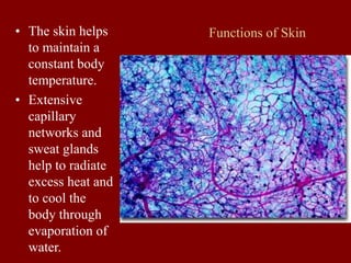 Functions of Skin
• The skin helps
to maintain a
constant body
temperature.
• Extensive
capillary
networks and
sweat glands
help to radiate
excess heat and
to cool the
body through
evaporation of
water.
 
