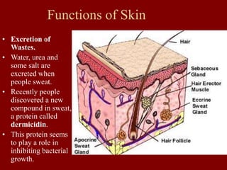 Functions of Skin
• Excretion of
Wastes.
• Water, urea and
some salt are
excreted when
people sweat.
• Recently people
discovered a new
compound in sweat,
a protein called
dermicidin.
• This protein seems
to play a role in
inhibiting bacterial
growth.
 