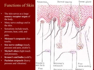 Functions of Skin
• The skin serves as a large
sensory receptor organ of
the body.
• Many nerve endings end in
the skin.
• Sensations include touch,
pressure, heat, cold, and
pain.
• Meissner’s corpuscle (fine
touch),
• free nerve endings (touch,
pressure and pain, (tickle?).
• Merkel’s discs (light touch
and pressure),
• Krause’s end bulbs (cold?),
• Pacinian corpuscle (heavy
pressure and vibration)
 