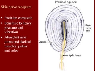 Skin nerve receptors
• Pacinian corpuscle
• Sensitive to heavy
pressure and
vibration
• Abundant near
joints and skeletal
muscles, palms
and soles
 