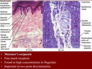 • Meissner’s corpuscle
• Fine touch receptors
• Found in high concentrations in fingertips
• Important in two point discrimination
 