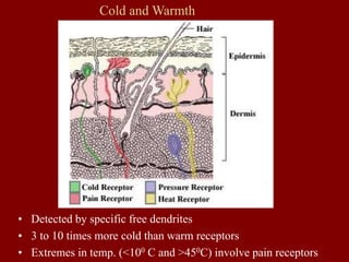 Cold and Warmth
• Detected by specific free dendrites
• 3 to 10 times more cold than warm receptors
• Extremes in temp. (<100 C and >450C) involve pain receptors
 