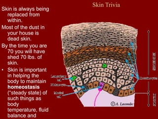 Skin Trivia
Skin is always being
replaced from
within.
Most of the dust in
your house is
dead skin.
By the time you are
70 you will have
shed 70 lbs. of
skin.
• Skin is important
in helping the
body to maintain
homeostasis
(“steady state) of
such things as
body
temperature, fluid
balance and
 