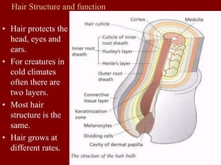 Hair Structure and function
• Hair protects the
head, eyes and
ears.
• For creatures in
cold climates
often there are
two layers.
• Most hair
structure is the
same.
• Hair grows at
different rates.
 