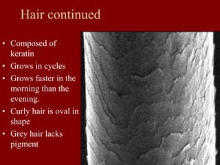Hair continued
• Composed of
keratin
• Grows in cycles
• Grows faster in the
morning than the
evening.
• Curly hair is oval in
shape
• Grey hair lacks
pigment
 