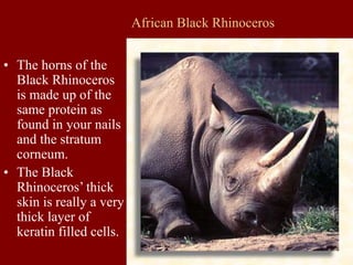 African Black Rhinoceros
• The horns of the
Black Rhinoceros
is made up of the
same protein as
found in your nails
and the stratum
corneum.
• The Black
Rhinoceros’ thick
skin is really a very
thick layer of
keratin filled cells.
 