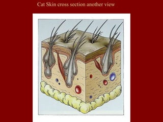 Cat Skin cross section another view
 