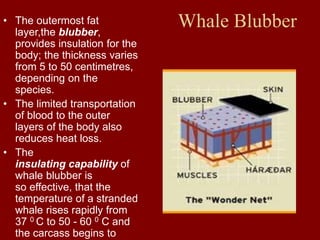 Whale Blubber
• The outermost fat
layer,the blubber,
provides insulation for the
body; the thickness varies
from 5 to 50 centimetres,
depending on the
species.
• The limited transportation
of blood to the outer
layers of the body also
reduces heat loss.
• The
insulating capability of
whale blubber is
so effective, that the
temperature of a stranded
whale rises rapidly from
37 0 C to 50 - 60 0 C and
the carcass begins to
 