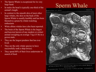 Sperm Whale
• The Sperm Whale is exceptional for its very
large head.
• In males the head is typically one-third of the
animal's length.
• In contrast to the smooth skin of most other
large whales, the skin on the back of the
Sperm Whale is usually knobbly and has been
likened to a prune by whale-watching
enthusiasts
• White albino whales have also been reported.
• The brain of the Sperm Whale is the largest
and heaviest known of any modern or extinct
animal (weighing on average 7 kg (15 lb) in a
grown male.
• They are the largest predator that has ever
lived.
• They are the only whale species to have
successfully sunk a ship (twice).
• They spend 80% of their lives underwater in
search of food.
 