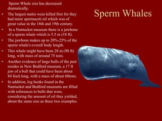 Sperm Whales
• Sperm Whale size has decreased
dramatically.
• The largest males were killed first for they
had more spermaceti oil which was of
great value in the 18th and 19th century.
• In a Nantucket museum there is a jawbone
of a sperm whale which is 5.5 m (18 ft).
• The jawbone makes up to 20%-25% of the
sperm whale's overall body length.
• This whale might have been 28 m (90 ft)
long, with mass of around 75 tons.
• Another evidence of large bulls of the past
resides in New Bedford museum, a 17 ft
jaw of a bull that could have been about
84 feet) long, with a mass of about 60tons.
• In addition, log books found in the
Nantucket and Bedford museums are filled
with references to bulls that were,
considering the amount of oil they yielded,
about the same size as these two examples.
 