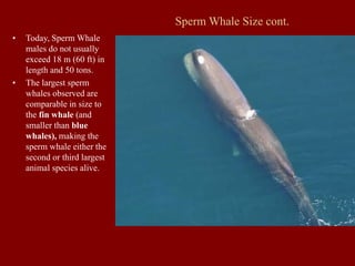 Sperm Whale Size cont.
• Today, Sperm Whale
males do not usually
exceed 18 m (60 ft) in
length and 50 tons.
• The largest sperm
whales observed are
comparable in size to
the fin whale (and
smaller than blue
whales), making the
sperm whale either the
second or third largest
animal species alive.
 