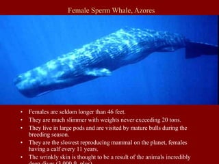 Female Sperm Whale, Azores
• Females are seldom longer than 46 feet.
• They are much slimmer with weights never exceeding 20 tons.
• They live in large pods and are visited by mature bulls during the
breeding season.
• They are the slowest reproducing mammal on the planet, females
having a calf every 11 years.
• The wrinkly skin is thought to be a result of the animals incredibly
 