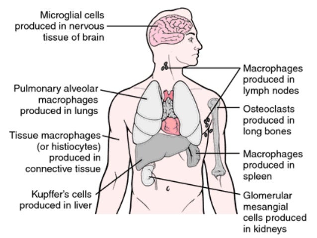 lymph nodes function
