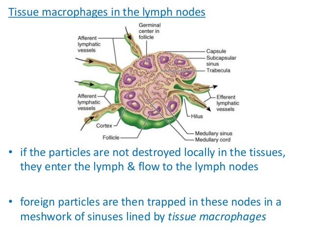 functions of spleen and lymph nodes