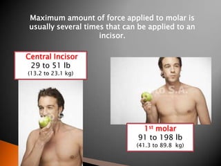 Maximum amount of force applied to molar is
usually several times that can be applied to an
incisor.
Central Incisor
29 to 51 lb
(13.2 to 23.1 kg)
1st molar
91 to 198 lb
(41.3 to 89.8 kg)
 