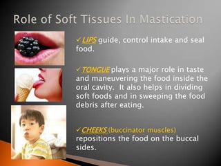 LIPS guide, control intake and seal
food.
TONGUE plays a major role in taste
and maneuvering the food inside the
oral cavity. It also helps in dividing
soft foods and in sweeping the food
debris after eating.
CHEEKS (buccinator muscles)
repositions the food on the buccal
sides.
 
