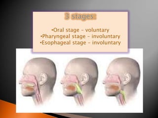 •Oral stage – voluntary
•Pharyngeal stage – involuntary
•Esophageal stage – involuntary
 