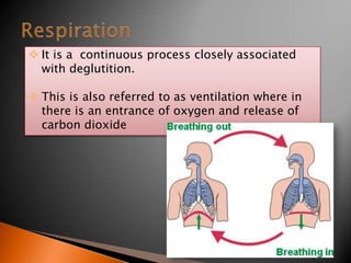  It is a continuous process closely associated
with deglutition.
 This is also referred to as ventilation where in
there is an entrance of oxygen and release of
carbon dioxide
 