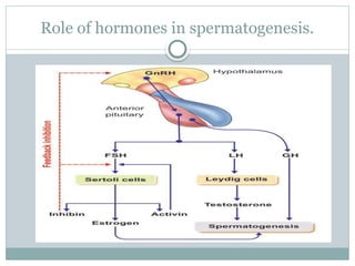 Testes Function Chart FUNCTIONS OF TESTES. structure of tetstes pptx | PPTX