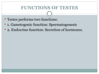 Testes Function Chart FUNCTIONS OF TESTES. structure of tetstes pptx | PPTX