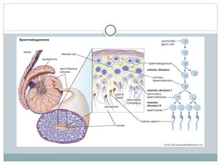 Testes Function Chart FUNCTIONS OF TESTES. structure of tetstes pptx | PPTX