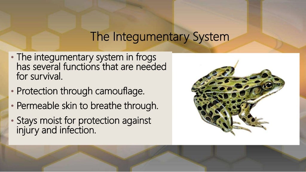 Functions of the frogs body systems